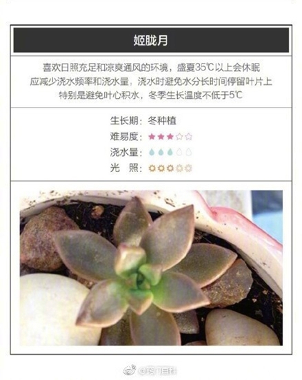 26种超好养的多肉植物（内附养殖办法）