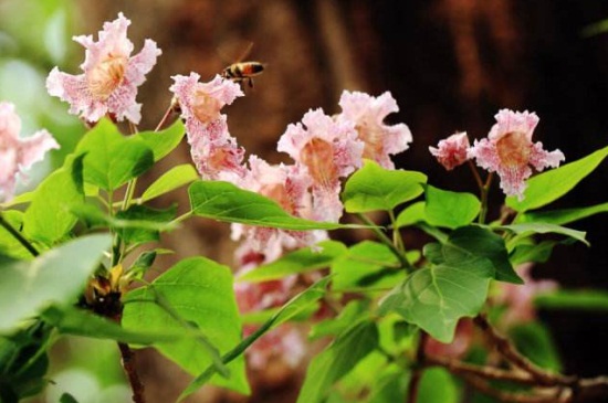 楸树的繁殖办法，春季可播种繁殖