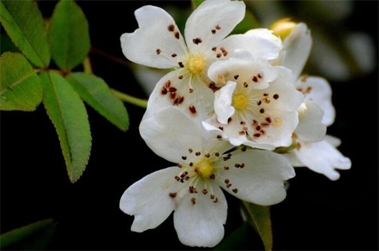 七里香花的养殖办法和留意事项