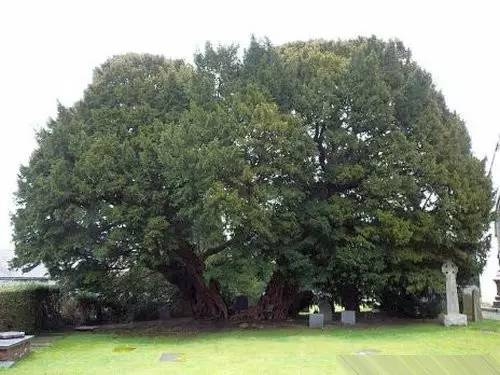 世界上最古老的10棵树：知道三种算你牛！