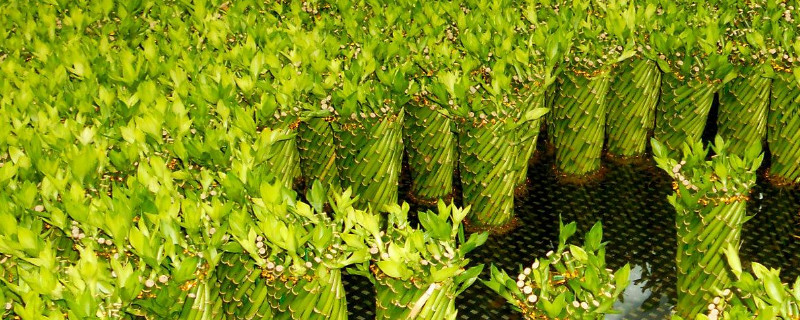 富贵竹的土壤养殖办法