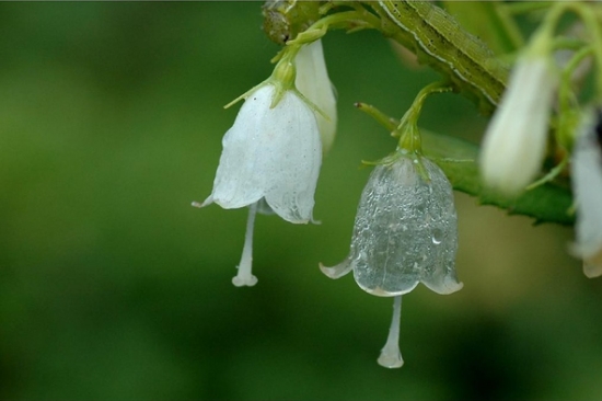 山荷叶花为何会变透明？花瓣充满水分，光线由反射变为折射变成透明