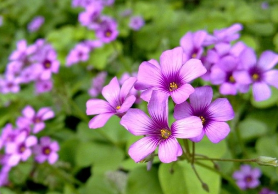 红花酢浆草的花期：花期在每年的10月至次年2-3月份