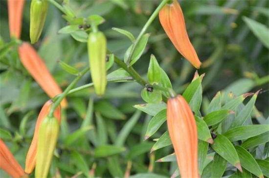 百合花落叶和花蕾枯萎，3个技巧使百合花恢复正常