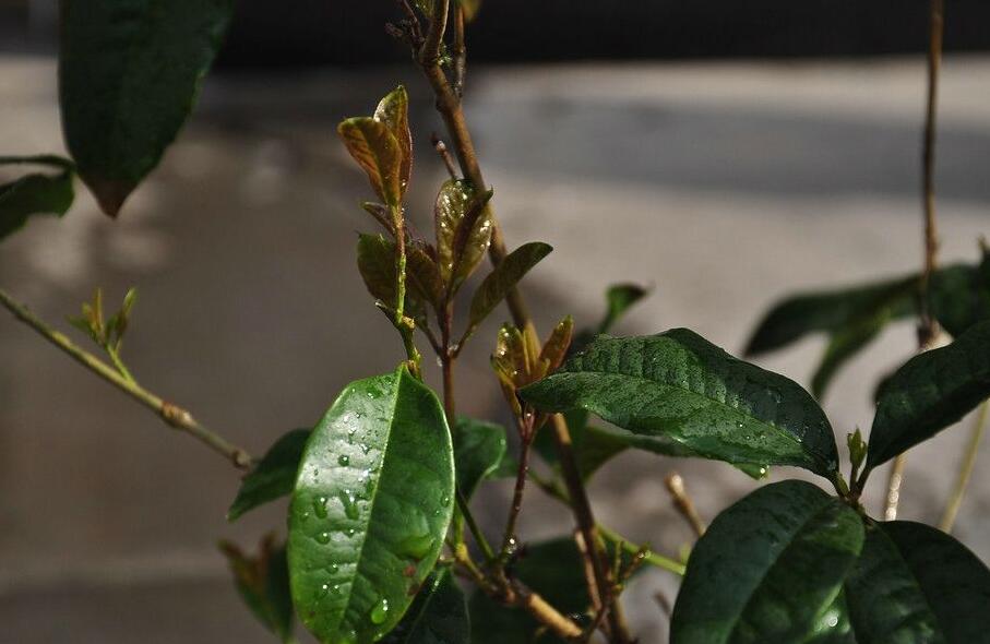 桂花树的繁殖办法，4种繁殖方式/扦插繁殖最普遍