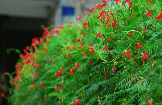 这8款开花超美的藤本花卉：能爬墙，会开花，艳丽的花儿简直美到爆炸