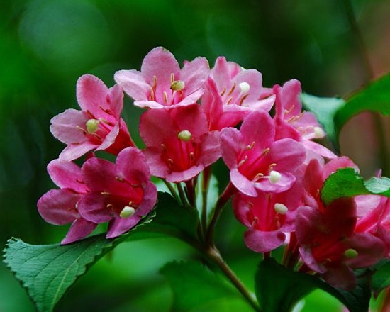 锦带花的养殖办法：生长季节留意浇水，经常保持土壤湿润