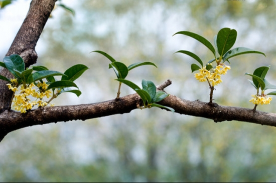 桂花树的栽培技术：喜湿润、光照充足的环境，忌积水