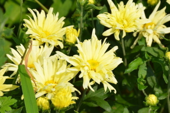 菊花和金银花