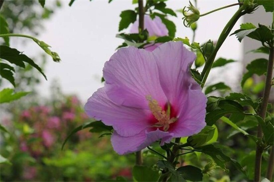 为何木菊花掉花骨朵，详解四种原因及处理办法