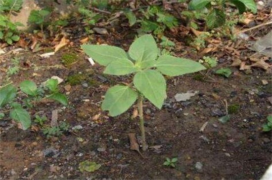 菊花什么时候可移栽，菊花移栽留意事项(4个要点)