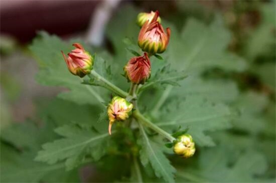 菊花夏季如何养护，5大要点即可养好菊花(附春秋冬养护方式)