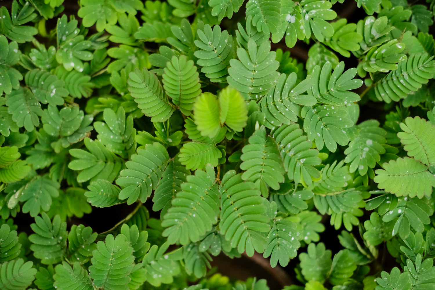 含羞草的特点和秘密介绍