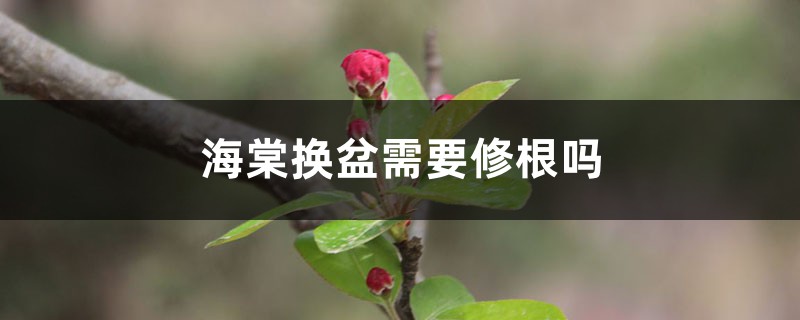 海棠换盆需要修根吗，换盆留意什么