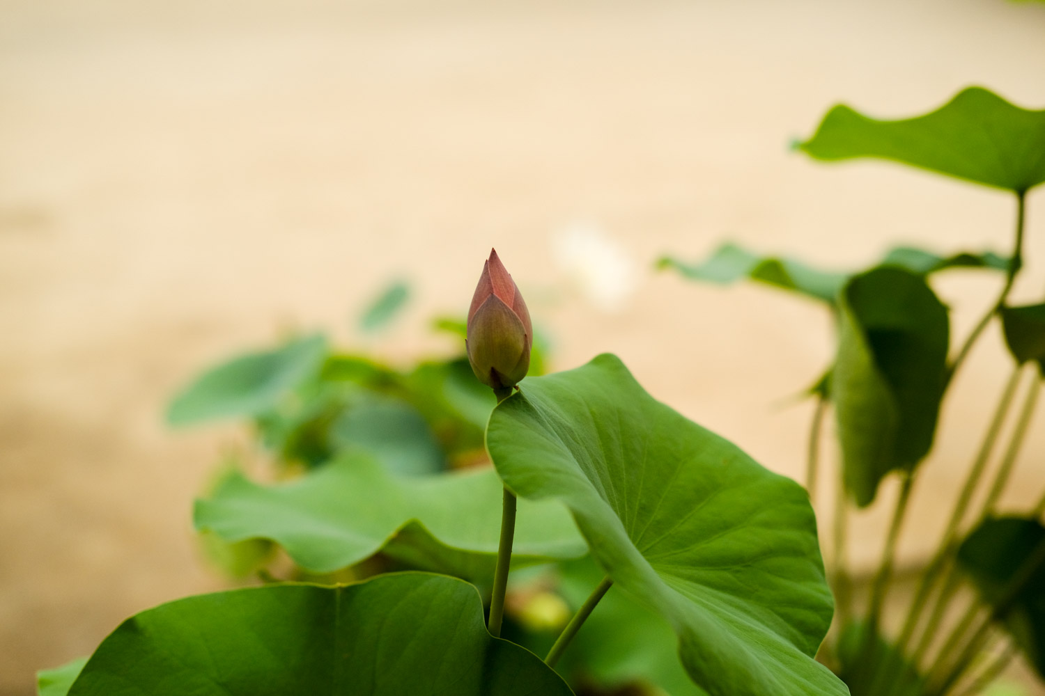 盆栽荷花繁殖办法，荷花开花时间