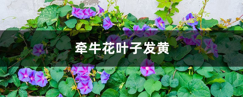 牵牛花黄叶的原因和处理办法