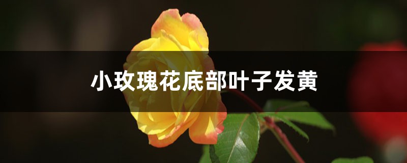 小玫瑰花底部叶子发黄的原因