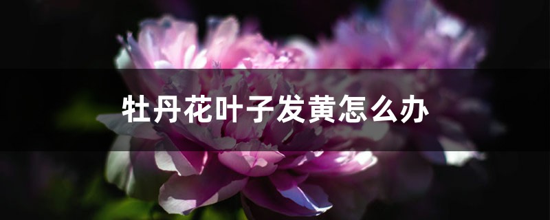 牡丹花叶子发黄如何办