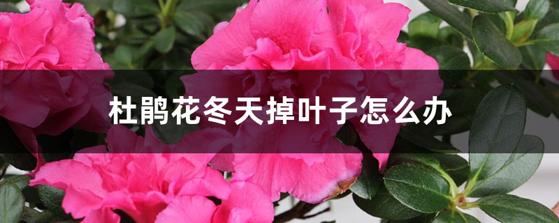 杜鹃花冬季掉叶子如何办