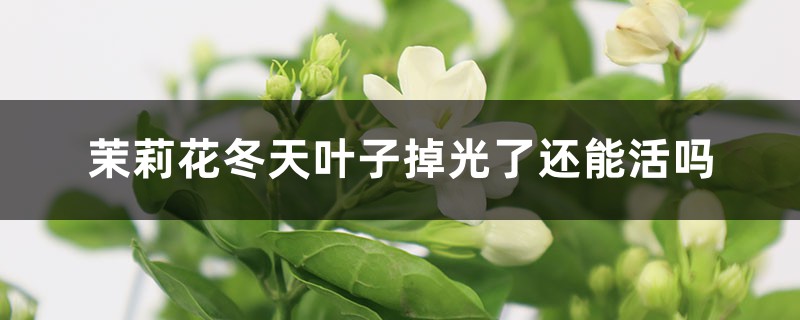 茉莉花冬季叶子掉光了还能活吗