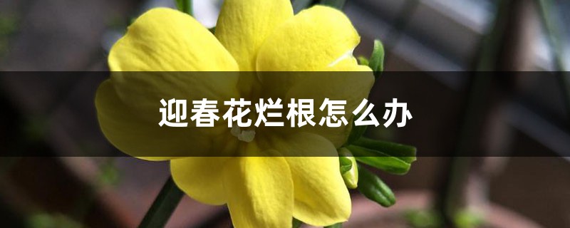 迎春花烂根如何办