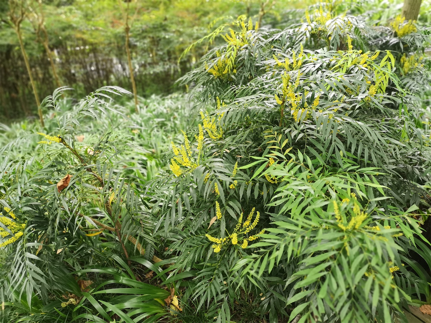 十大功劳的病虫预防和治疗