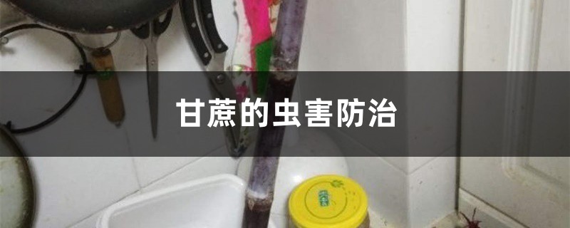 甘蔗的虫害预防和治疗