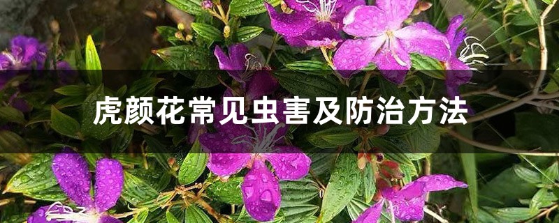 虎颜花常见虫害及预防和治疗办法