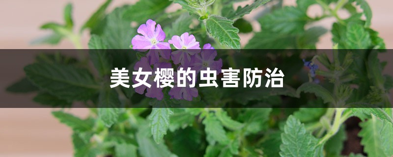 美女樱的虫害预防和治疗