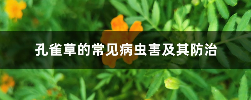 孔雀草的常见病虫害及其预防和治疗