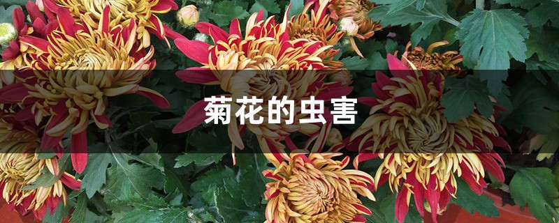 菊花的虫害