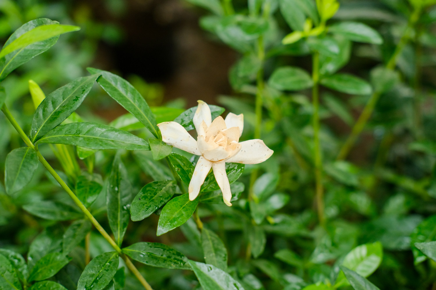 栀子花不开花的原因