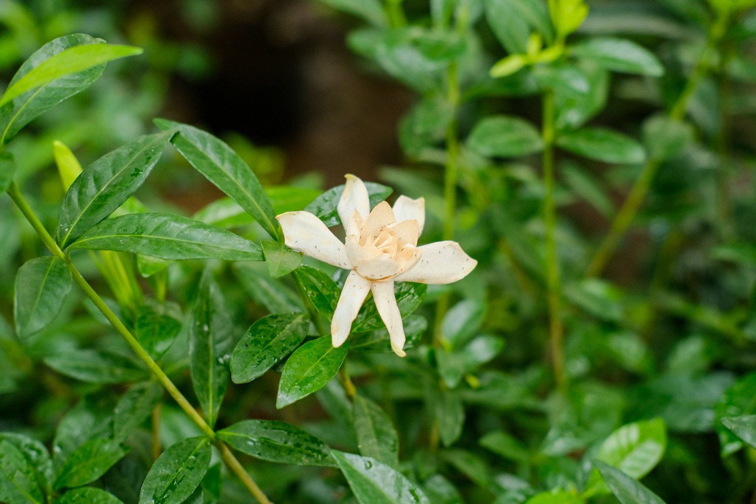 栀子花不开花的原因