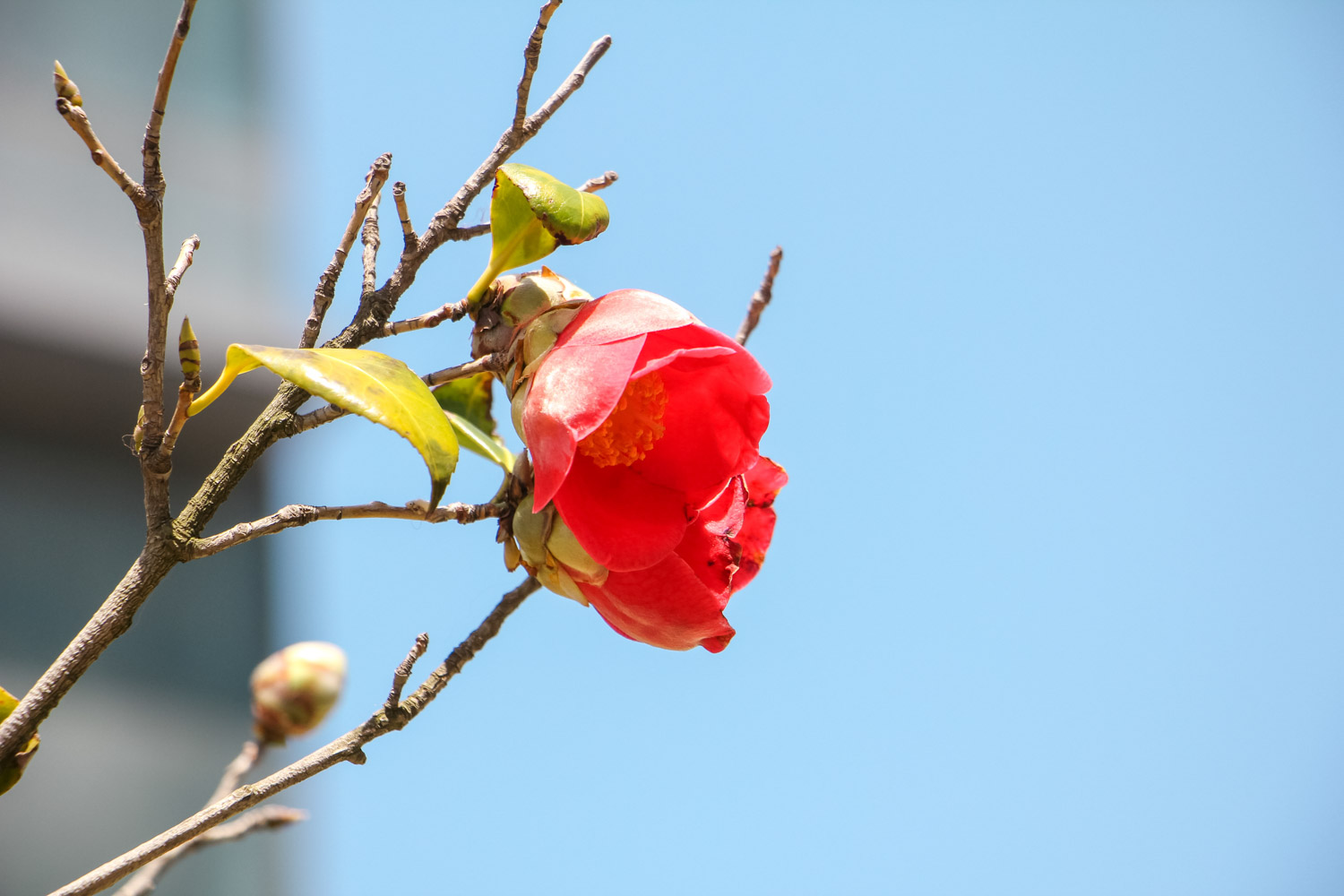 茶花不长花苞的原因