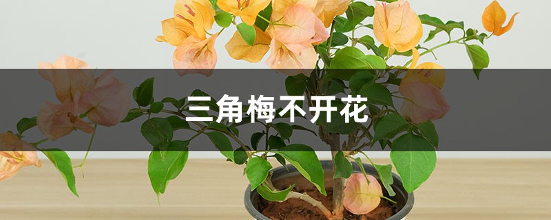 三角梅不开花如何办