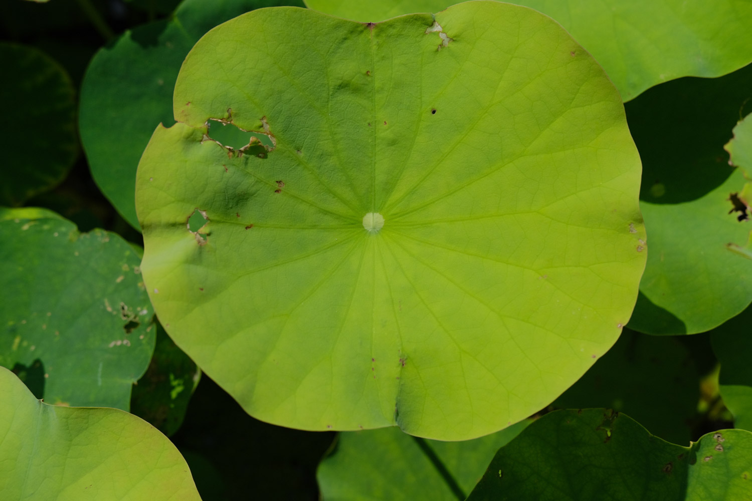 盆栽荷花叶子干枯原因，如何处理