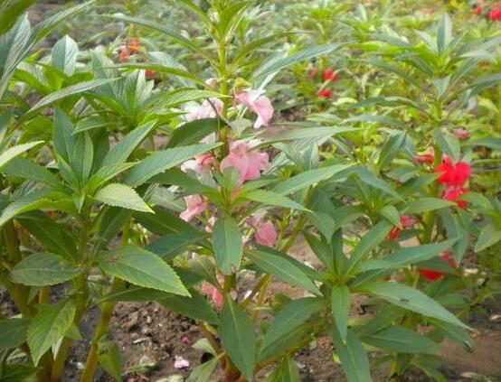 茶花凤仙的养殖办法：适合春季播种的花