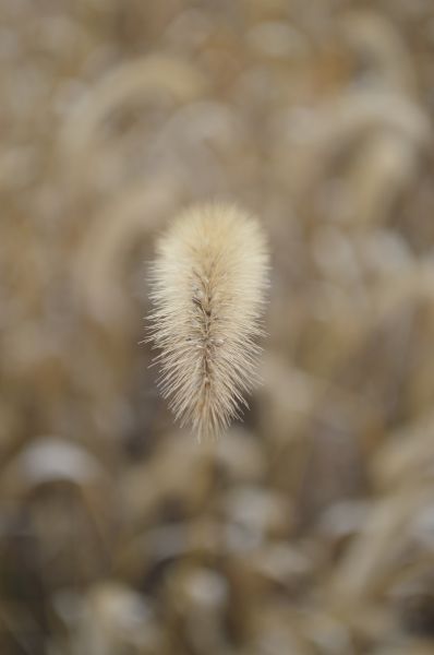 几根狗尾巴草图片