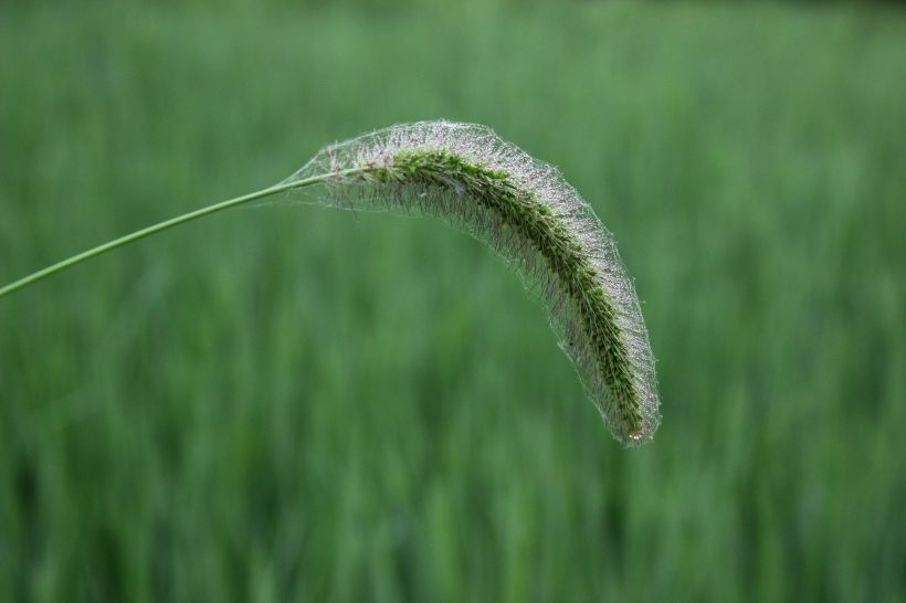 几根狗尾巴草图片