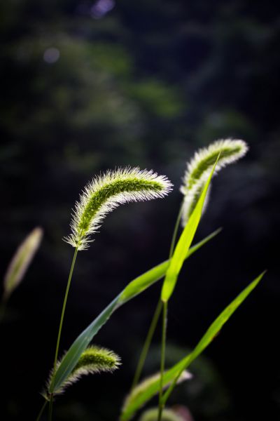 几根狗尾巴草图片