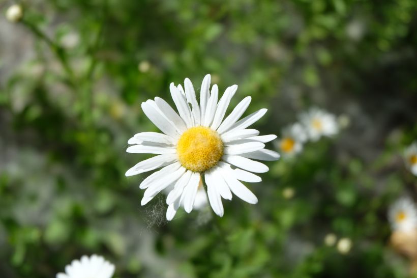 早春开花，生气盎然，生长在野地里成片的唯美清新雏菊图片