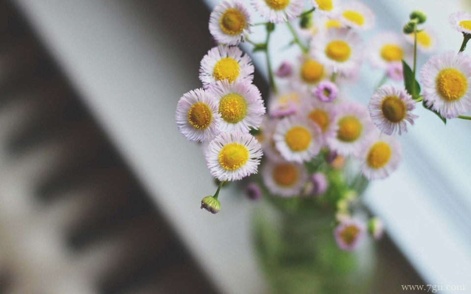 艳丽的小花花卉静物唯美写真