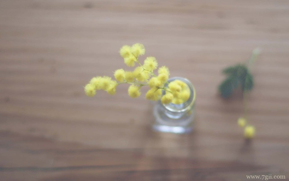 艳丽的小花花卉静物唯美写真