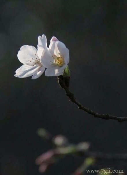 清新花卉意境图片大全