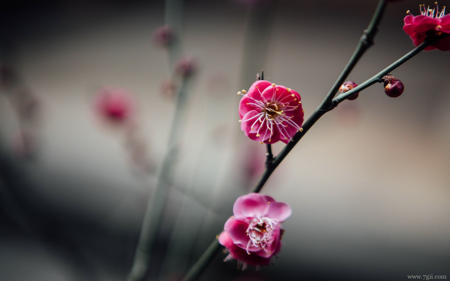 告知 完全花有哪些花 七彩仙子