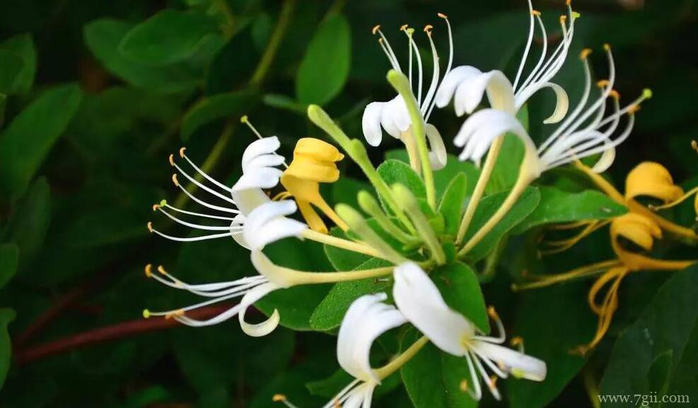 冬天可以移栽金银花吗？冬天移栽金银花的方法