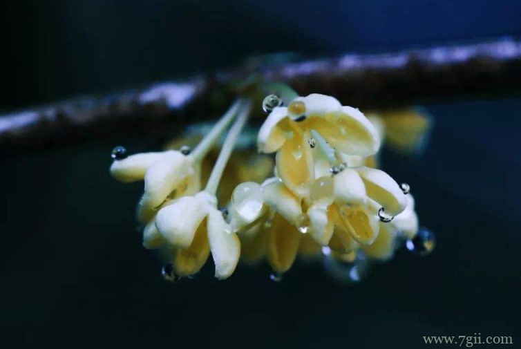 滁州市的市花是什么？